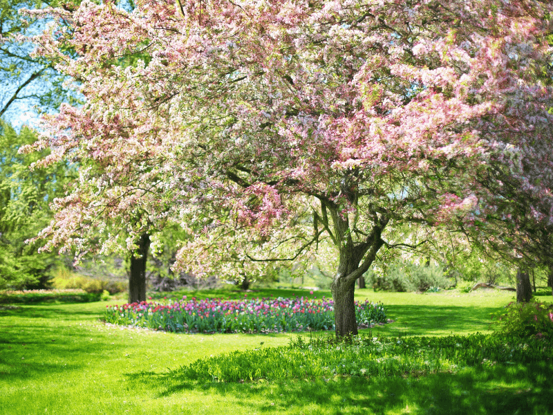 Bloeiende bomen in de omgeving van Maastricht tijdens de lente. 